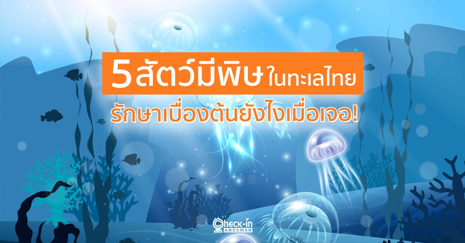 5 สัตว์มีพิษในทะเลไทย รักษาเบื่องต้นยังไงเมื่อเจอ!