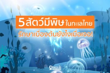 5 สัตว์มีพิษในทะเลไทย รักษาเบื่องต้นยังไงเมื่อเจอ!