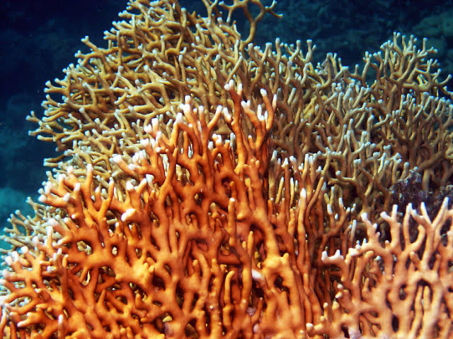 ปะการังไฟ (Fire Coral)