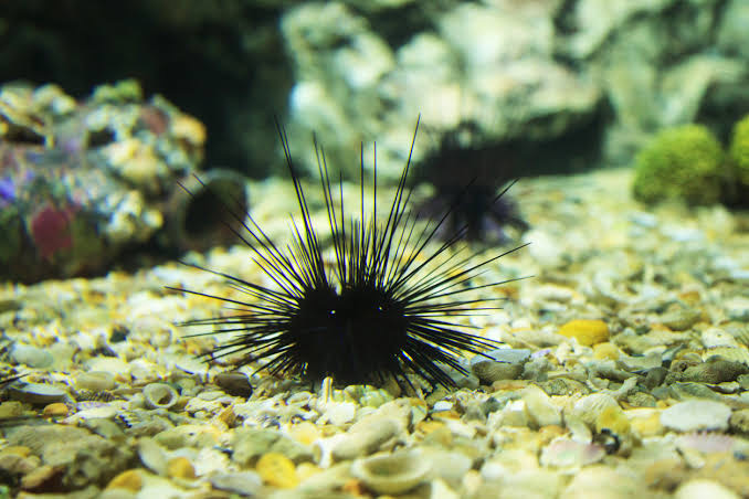 เม่นทะเล (Sea Urchin)